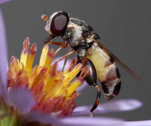 Réf. 38 435 : Syritta pipiens