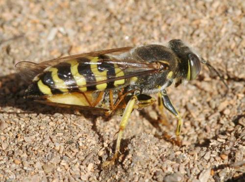 Réf. 38 583 : Bembix oculata