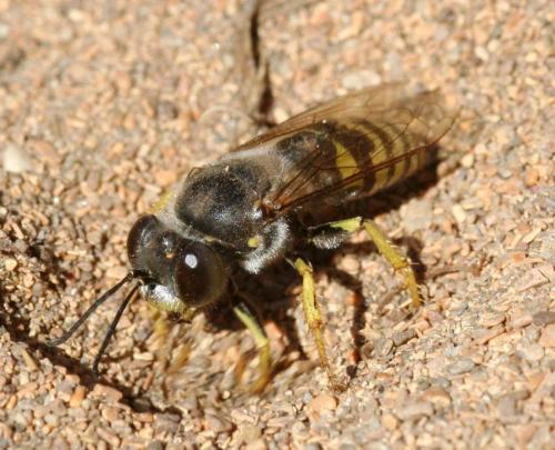 Réf. 38 584 : Bembix oculata