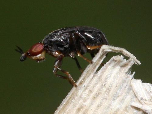 Réf. 38 973 : Camarota curvipennis