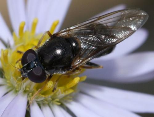 Cheilosia scutellata