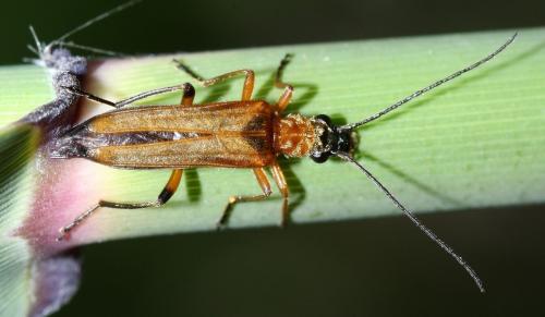 Oedemera podagrariae