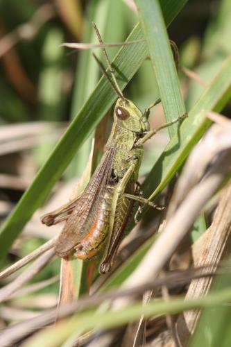 Réf. 38 546 : Chorthippus dorsatus dorsatus