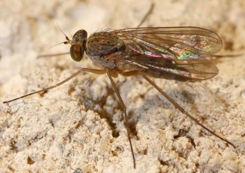 Sciapus sp.