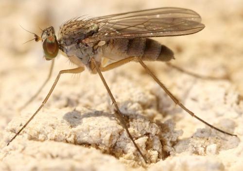Réf. 38 139 : Sciapus sp.