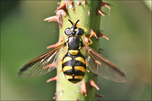 Réf. 38 353 : Chrysotoxum intermedium