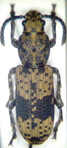 Xylinada sp.