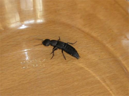 Ocypus sp.