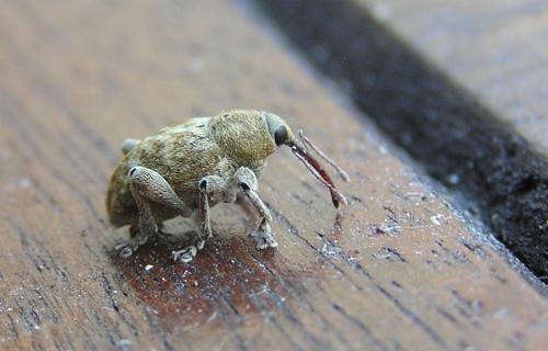Réf. 38 163 : Curculio elephas