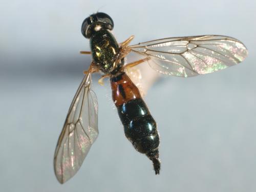 Sargus bipunctatus