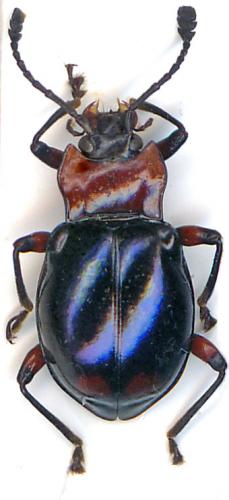 Encymon bipustulatus