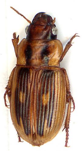 Harpalini