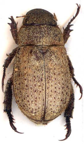 Réf. 38 624 : Adoretus sp.