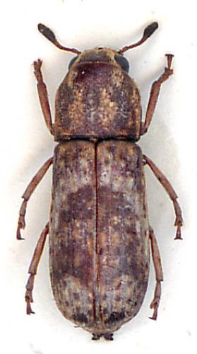 Ozotomerus sp.