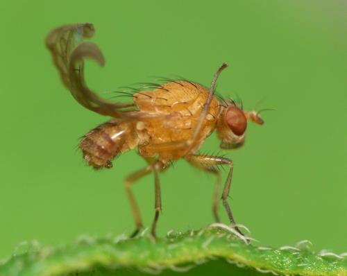 Sapromyza sp.