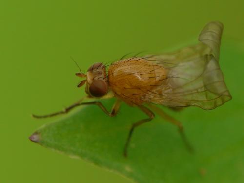 Sapromyza sp.