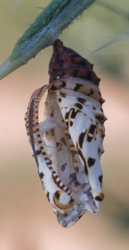 Melitaea didyma