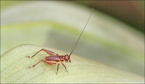 Trigonidium cicindeloides