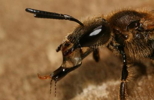 Réf. 38 300 : Lasioglossum calceatum