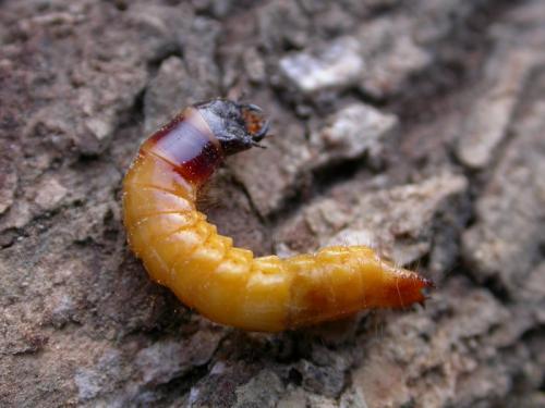 Réf. 38 053 : Lacon punctatus