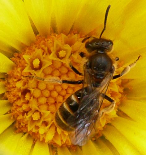 Réf. 38 047 : Lasioglossum sp.