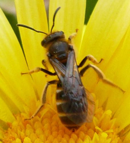 Lasioglossum sp.