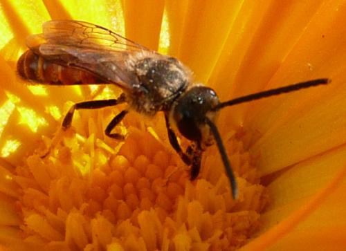 Réf. 38 051 : Lasioglossum calceatum