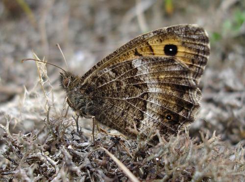 Arethusana arethusa
