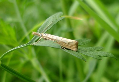 Réf. 38 977 : Agriphila straminella
