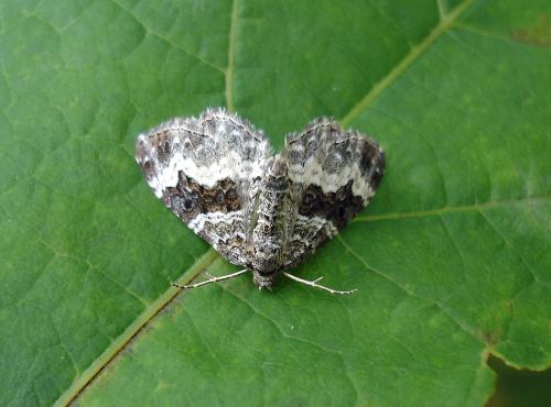 Epirrhoe alternata