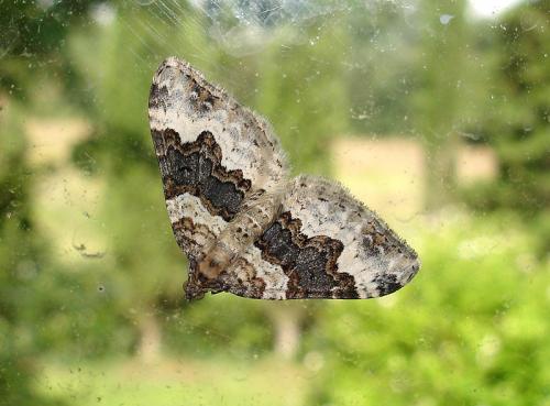 Réf. 38 901 : Epirrhoe galiata