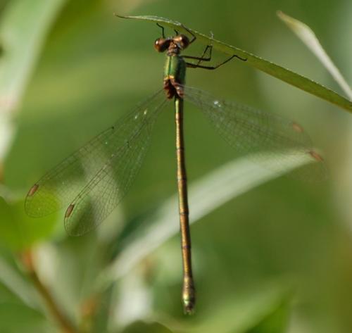 Chalcolestes viridis