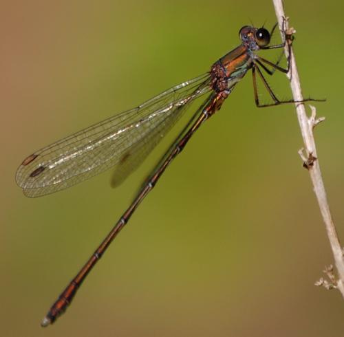 Chalcolestes viridis