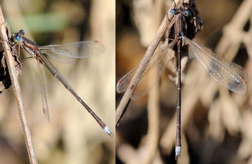Lestes virens