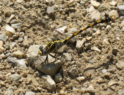 Onychogomphus uncatus