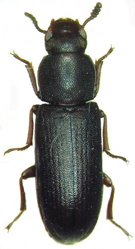 Réf. 38 668 : Lyphia tetraphylla