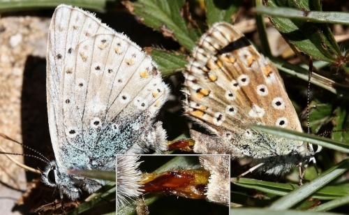 Réf. 38 730 : Polyommatus sp.