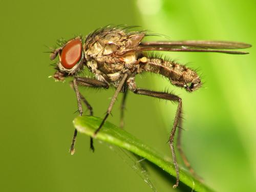 Réf. 38 625 : Delia platura