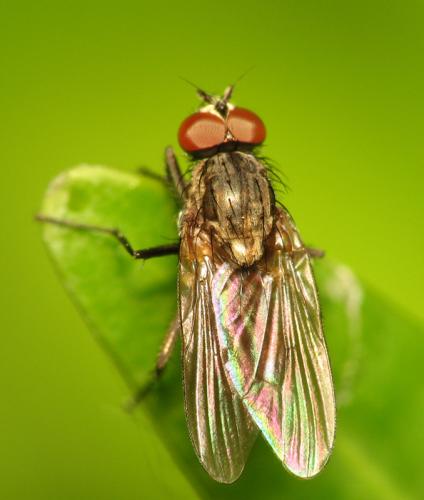 Réf. 38 627 : Delia platura