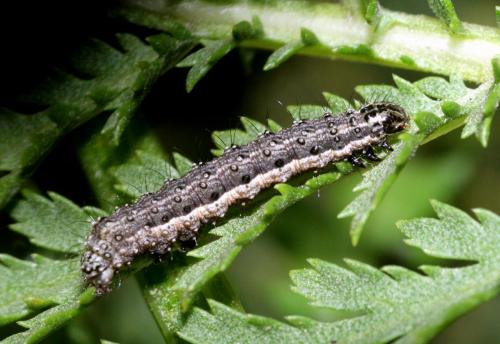 Macdunnoughia confusa