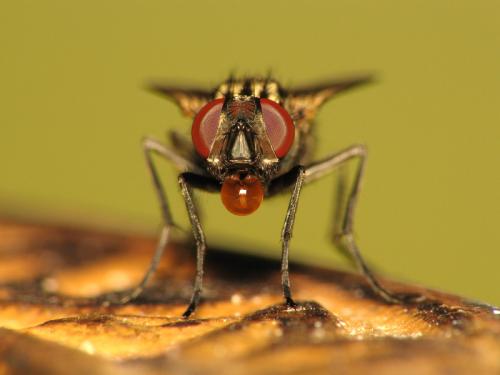 Musca domestica