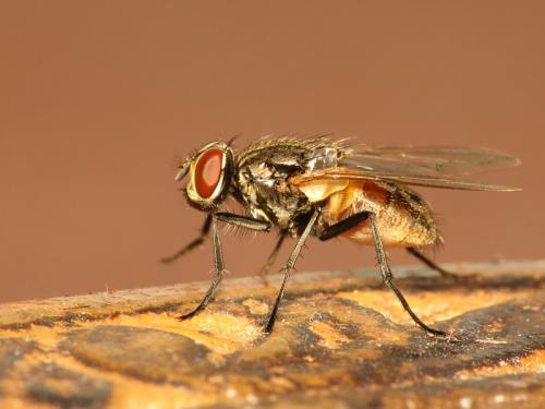 Réf. 38 671 : Musca domestica