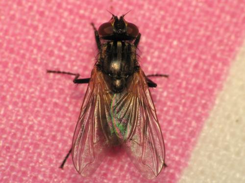 Réf. 38 672 : Musca domestica