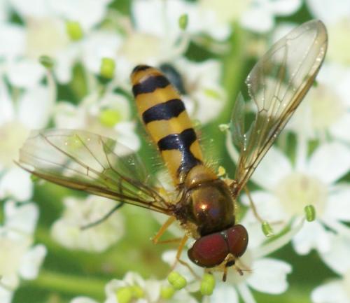 Réf. 38 939 : Meliscaeva cinctella