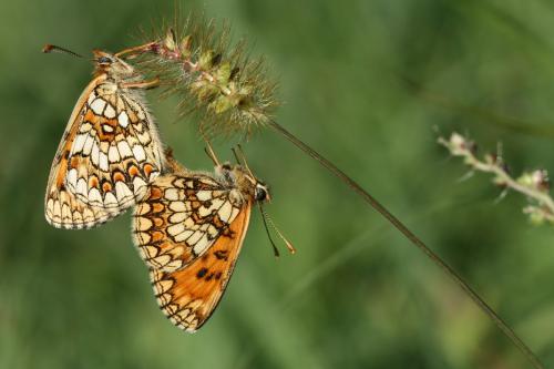 Melitaea athalia celadussa