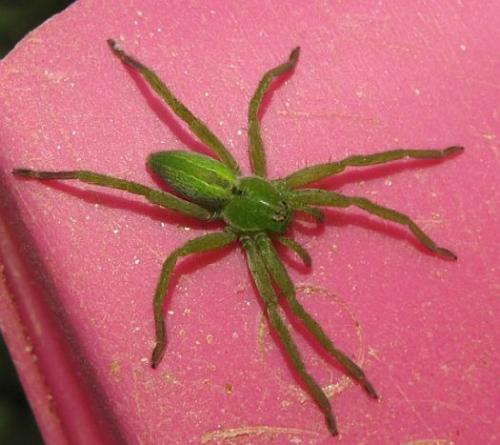 Micrommata ligurina