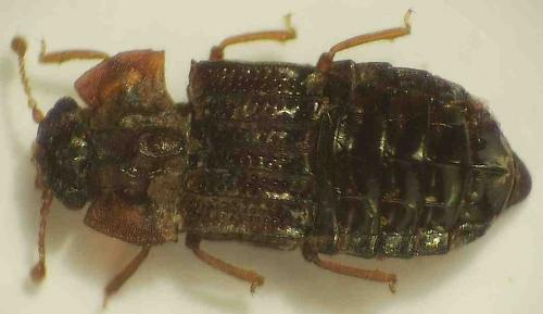 Micropeplus staphylinoides