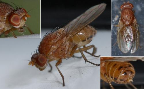 Réf. 38 754 : Minettia sp.