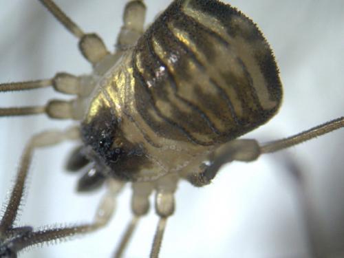 Réf. 38 449 : Mitostoma chrysomelas