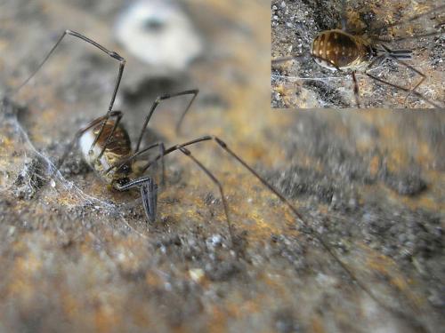 Réf. 38 488 : Mitostoma chrysomelas